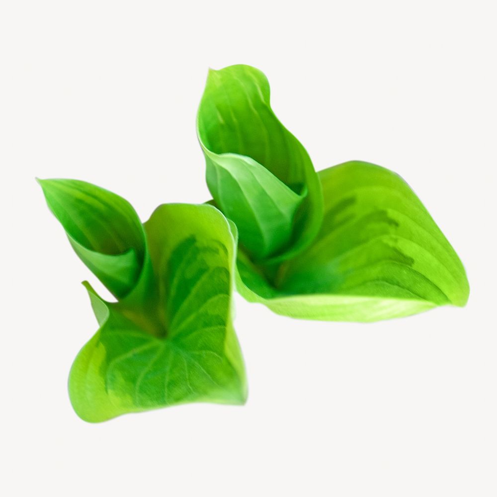 Hostas leaf, isolated botanical image