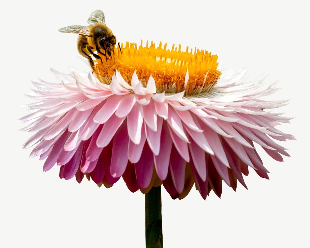 Bee on pink dahlia collage element, animal isolated image psd