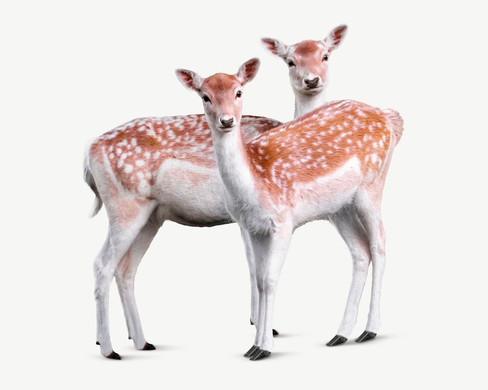 Two deer collage element, animal isolated image psd