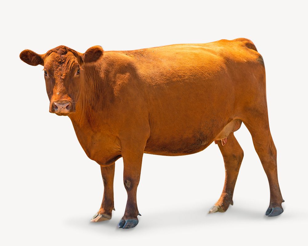 Cattle, isolated farm animal image