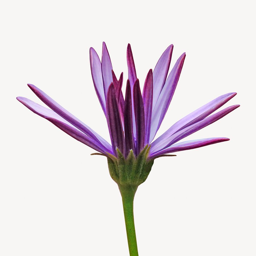 Cape marguerite flower, isolated botanical image