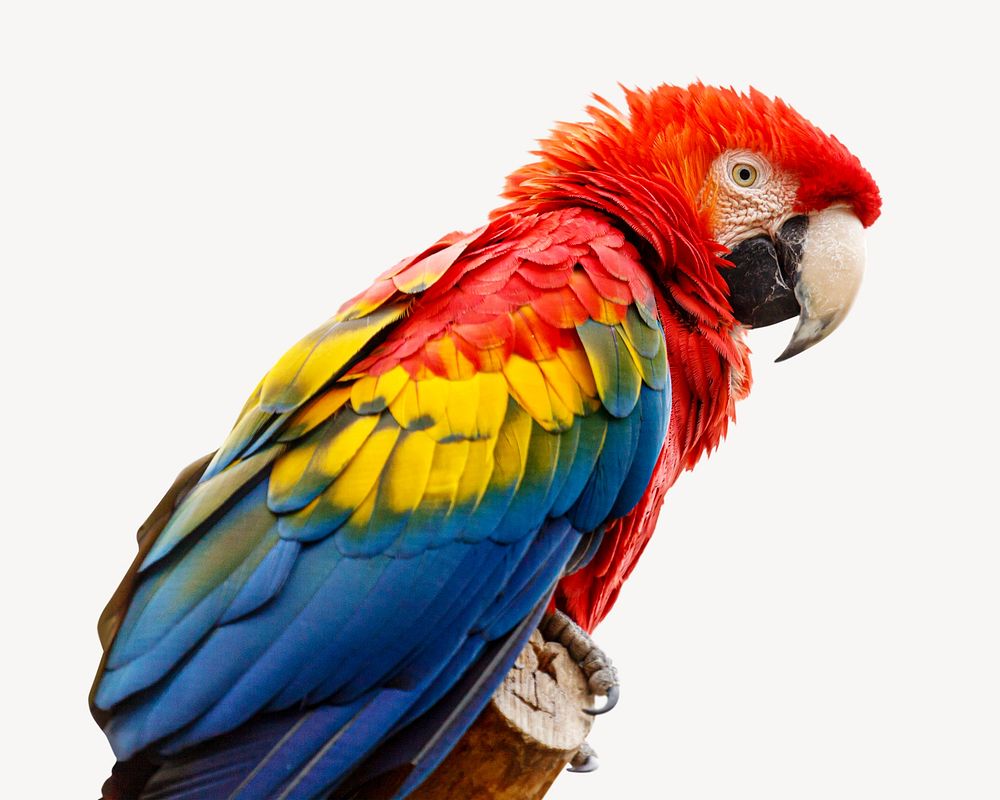 Scarlet macaw parrot isolated image