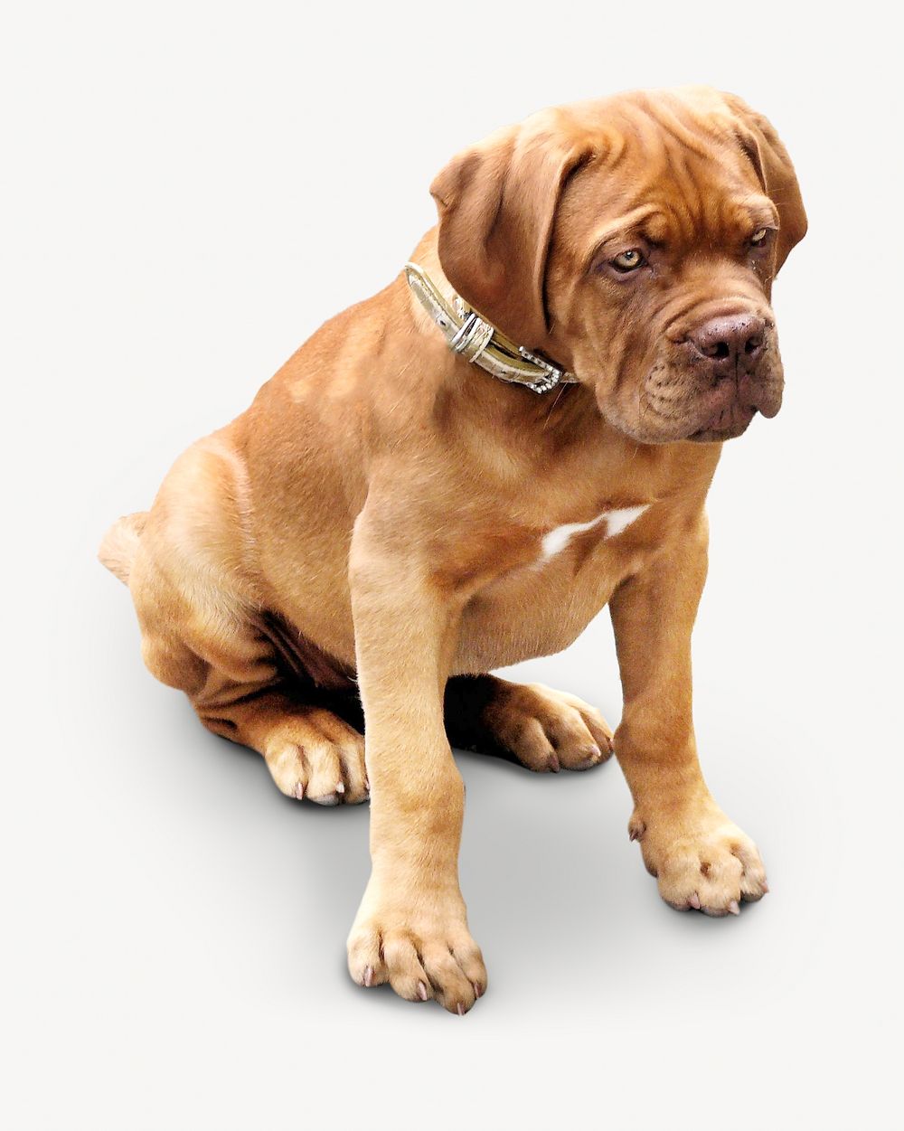 Dogue de Bordeaux dog, pet animal image