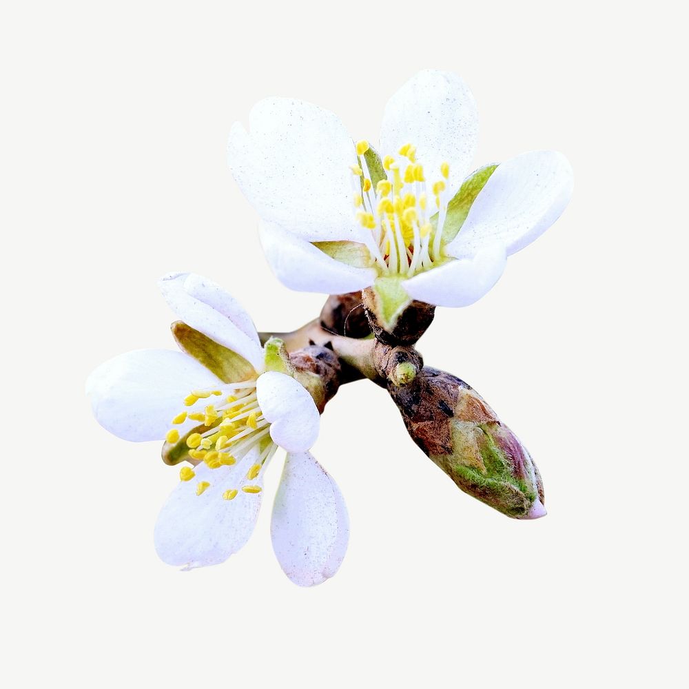 Apple blossom flower collage element psd