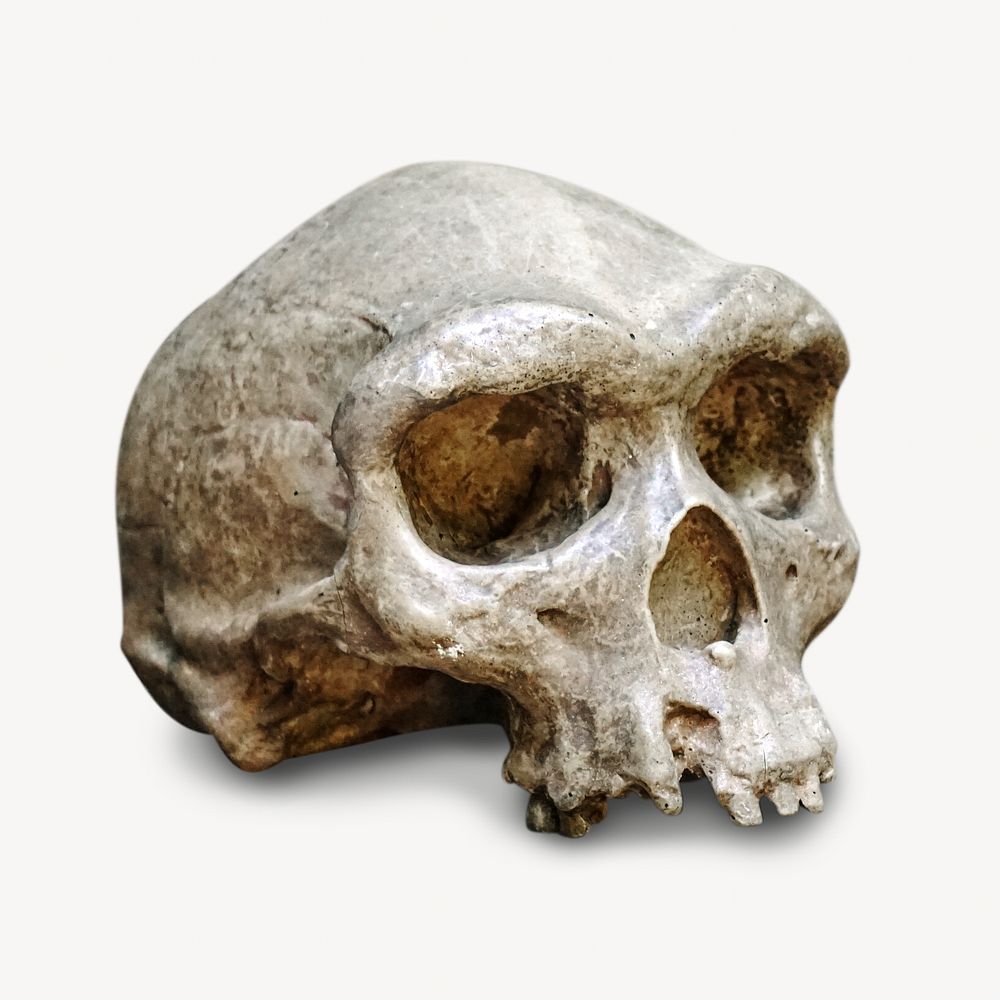 Human skull, isolated image
