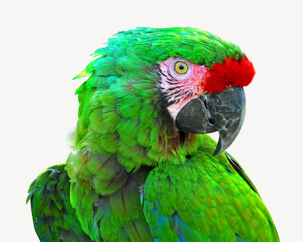 Green macaw parrot, isolated animal image