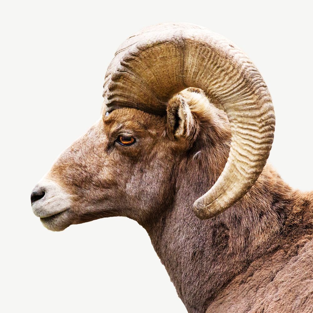 Big horn sheep, farm animal collage element psd
