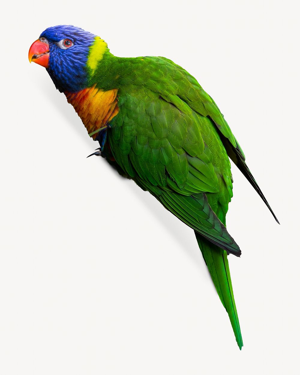 Rainbow lorikeet parrot, isolated animal image