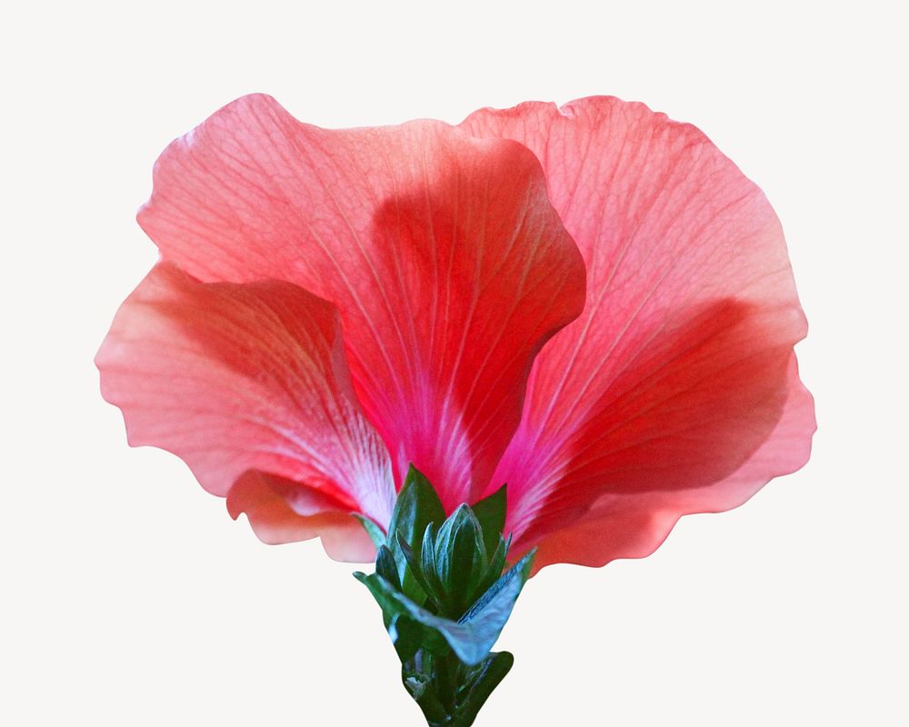 Red hibiscus flower, isolated botanical image