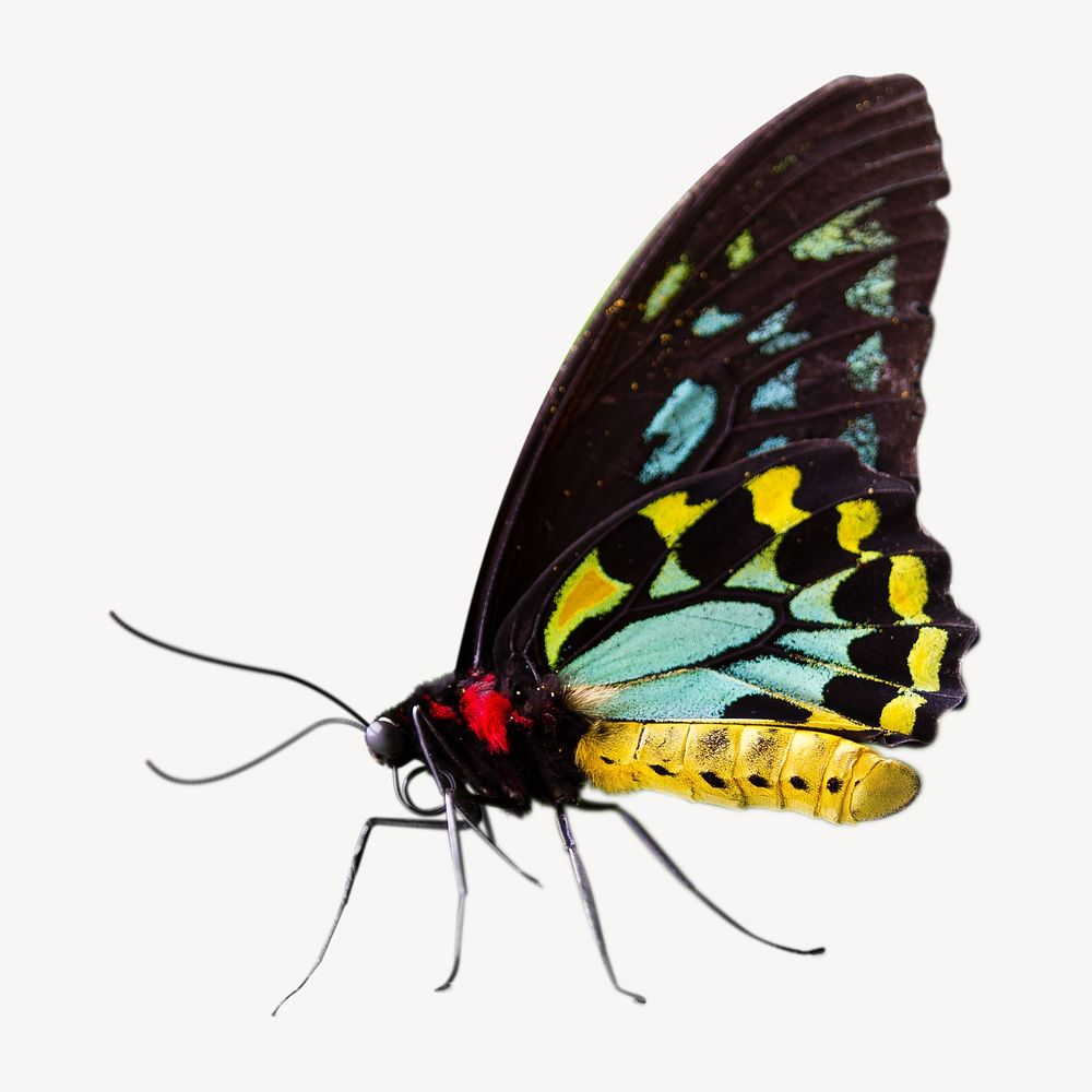 Vintage Richmond birdwing butterfly, insect illustration