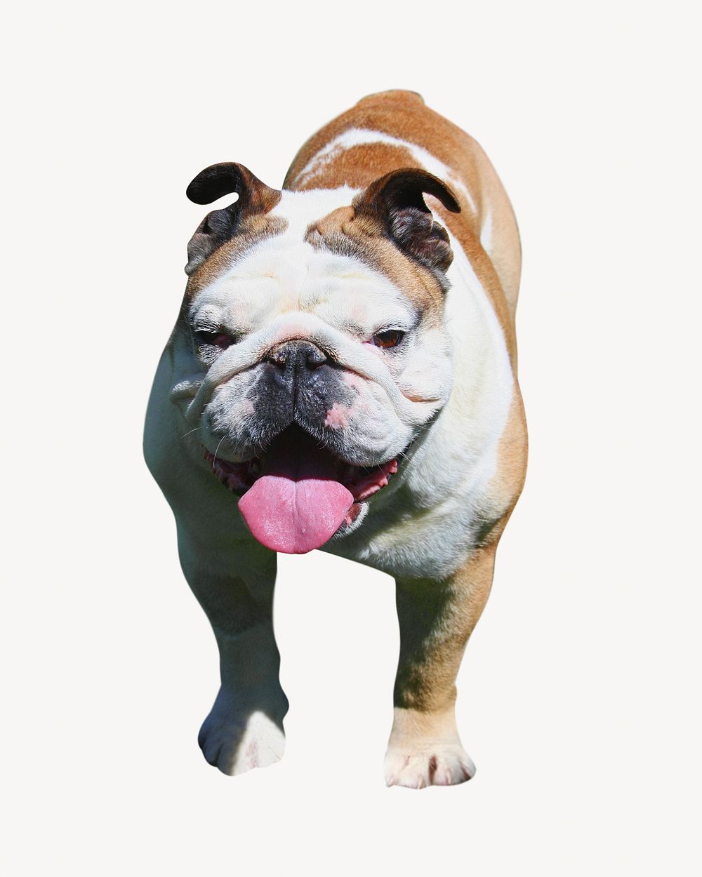 Bulldog, pet animal image