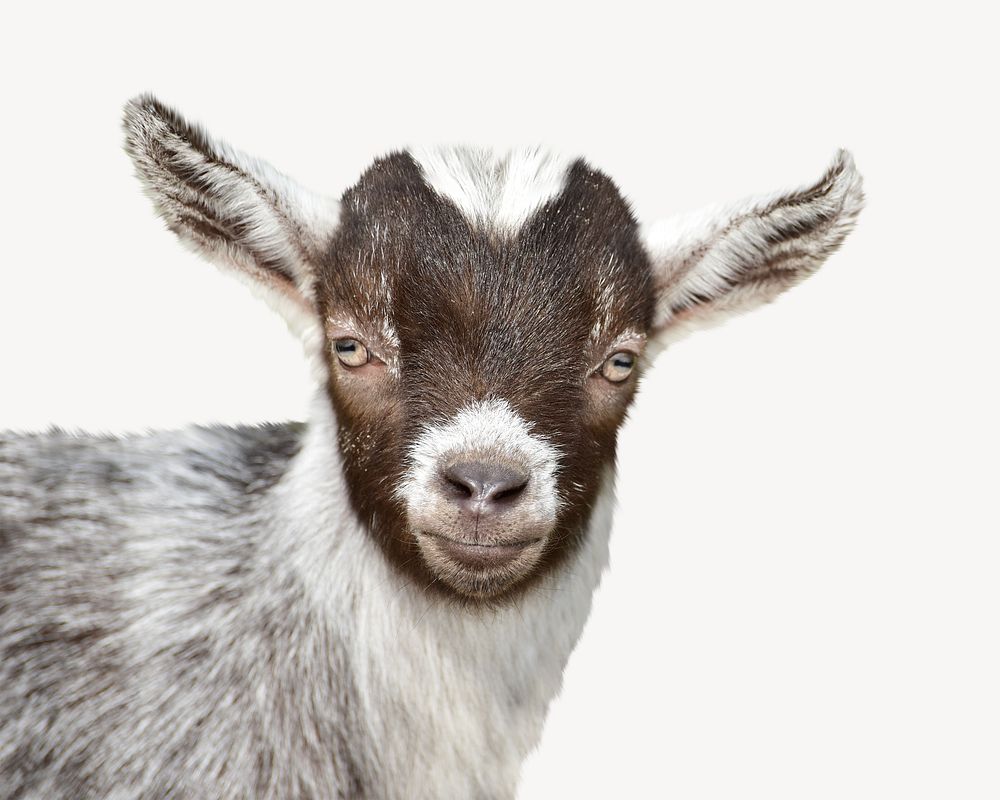 Baby goat animal collage element, isolated image