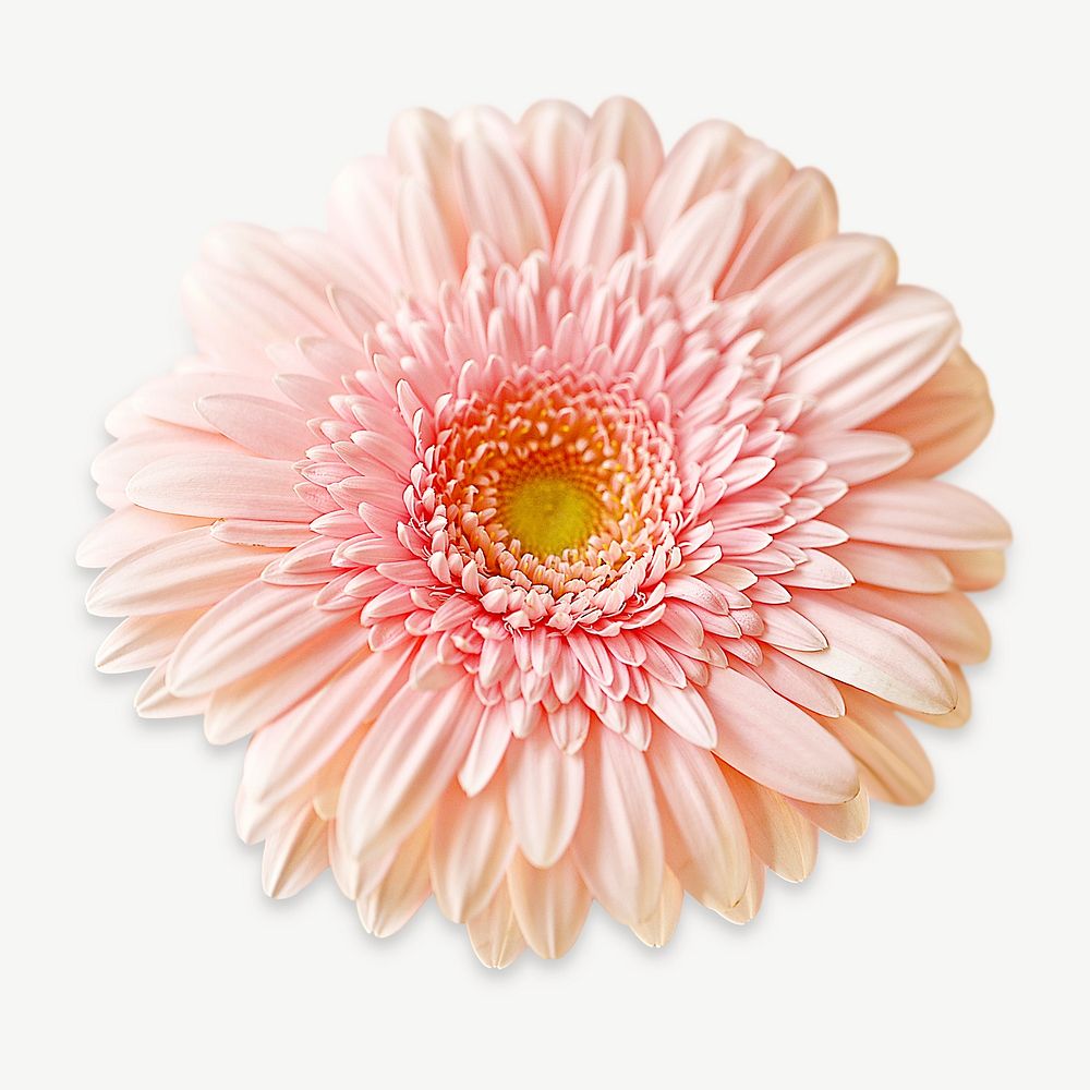 Pink gerbera collage element, isolated image psd