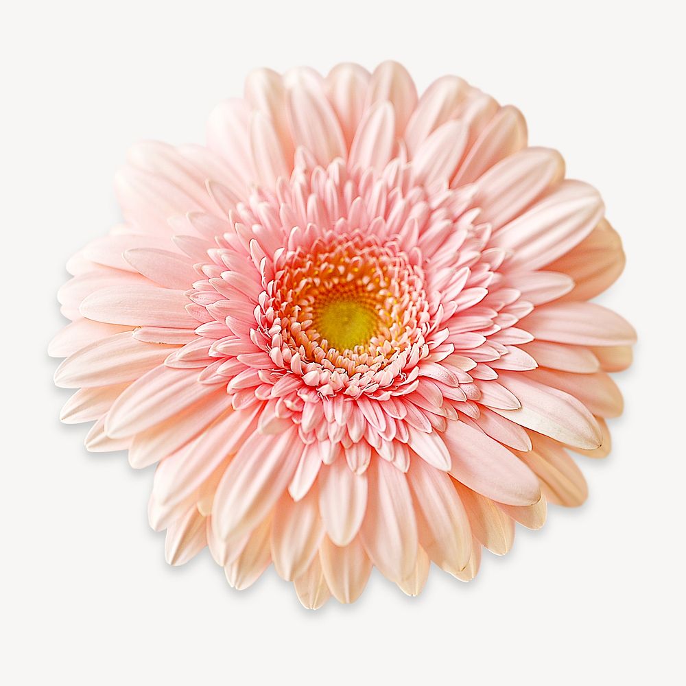 Pink gerbera collage element, isolated image