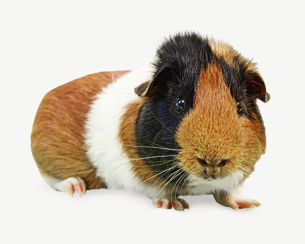 Guinea pig, animal collage element psd