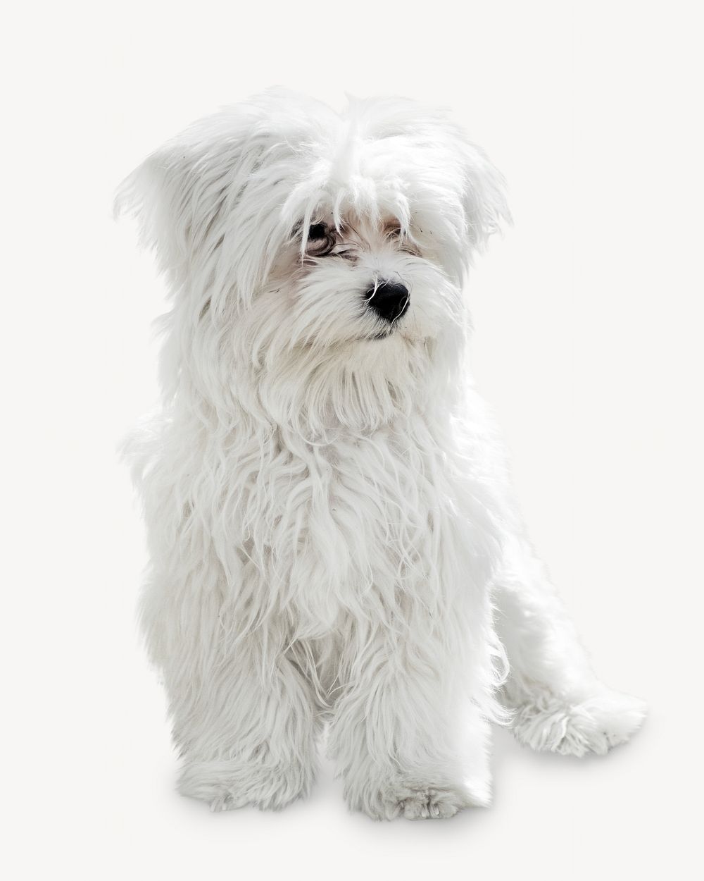 Maltese dog, pet animal image