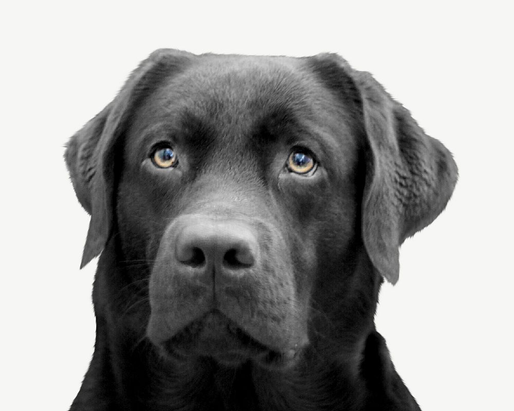 Black Labrador Retriever collage element, animal isolated image