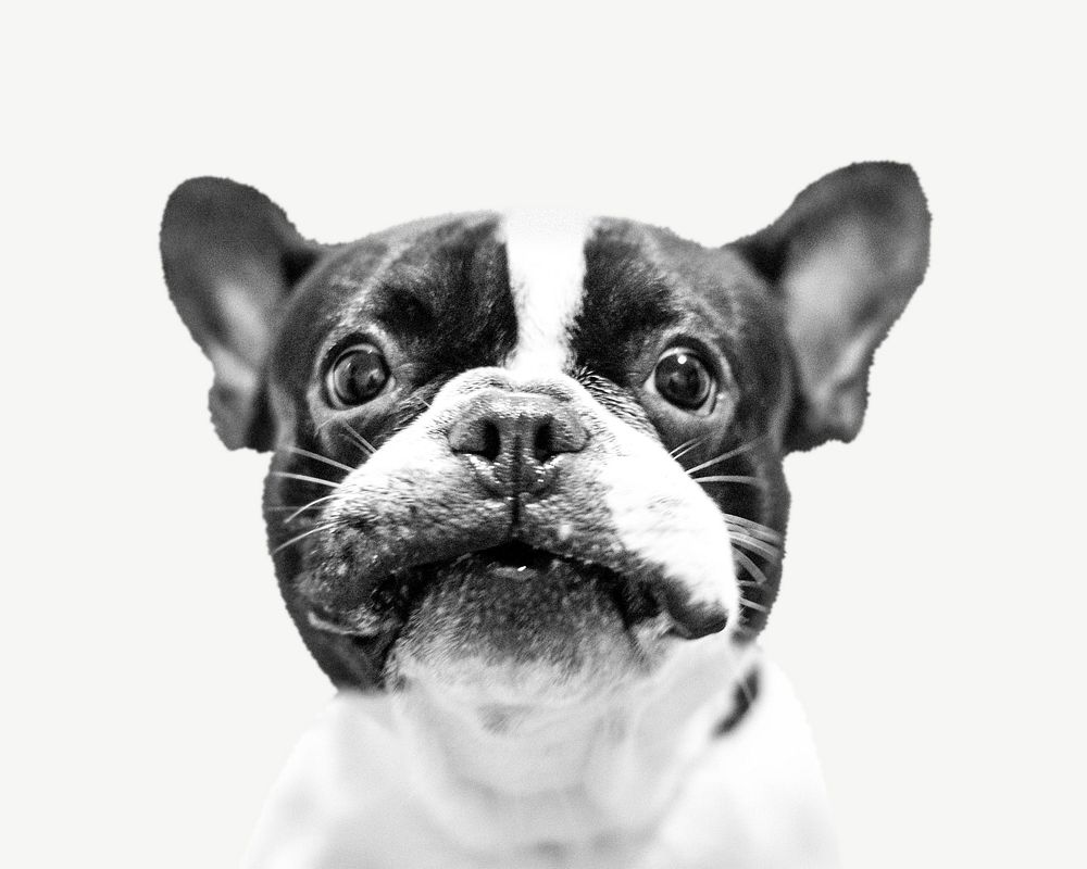 Bulldog puppy face, pet animal collage element psd