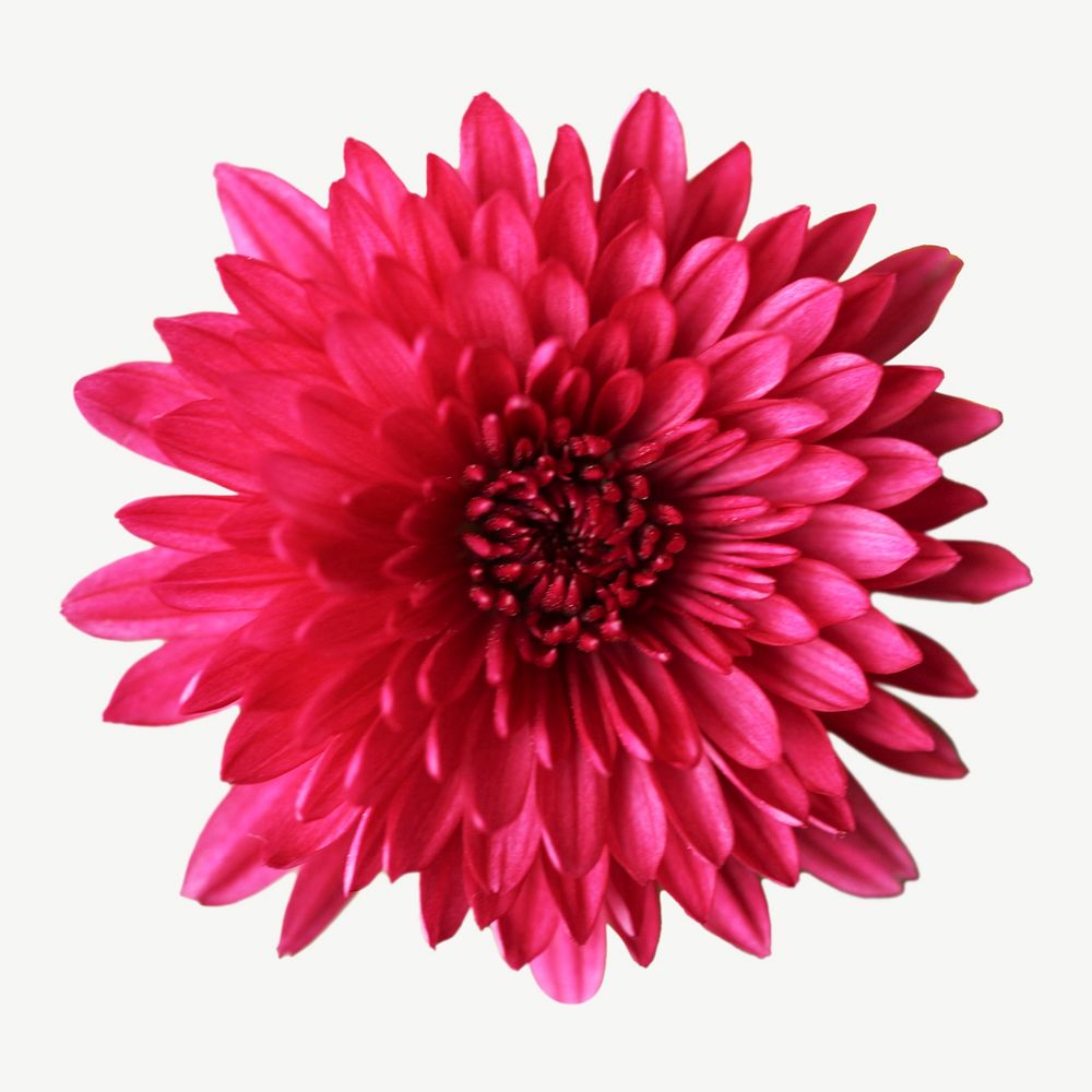 Pink chrysanthemum flower collage element psd