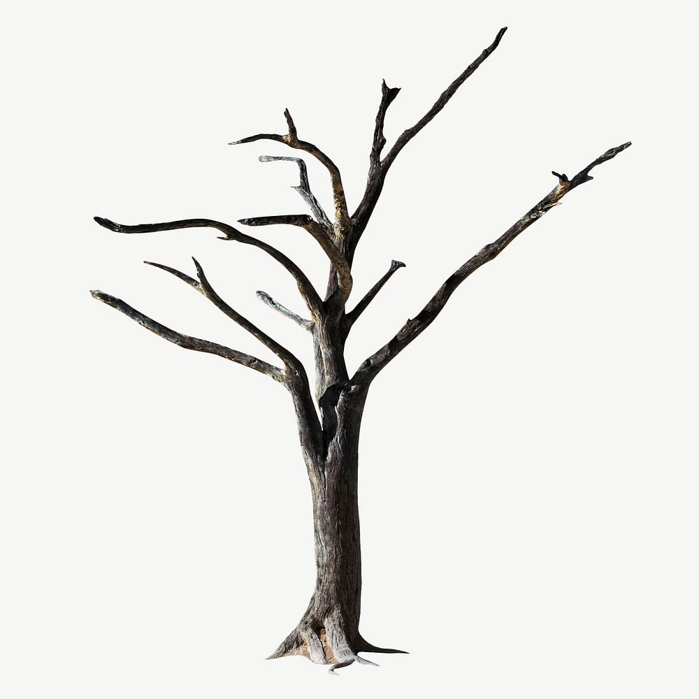 Dead tree collage element, isolated image psd