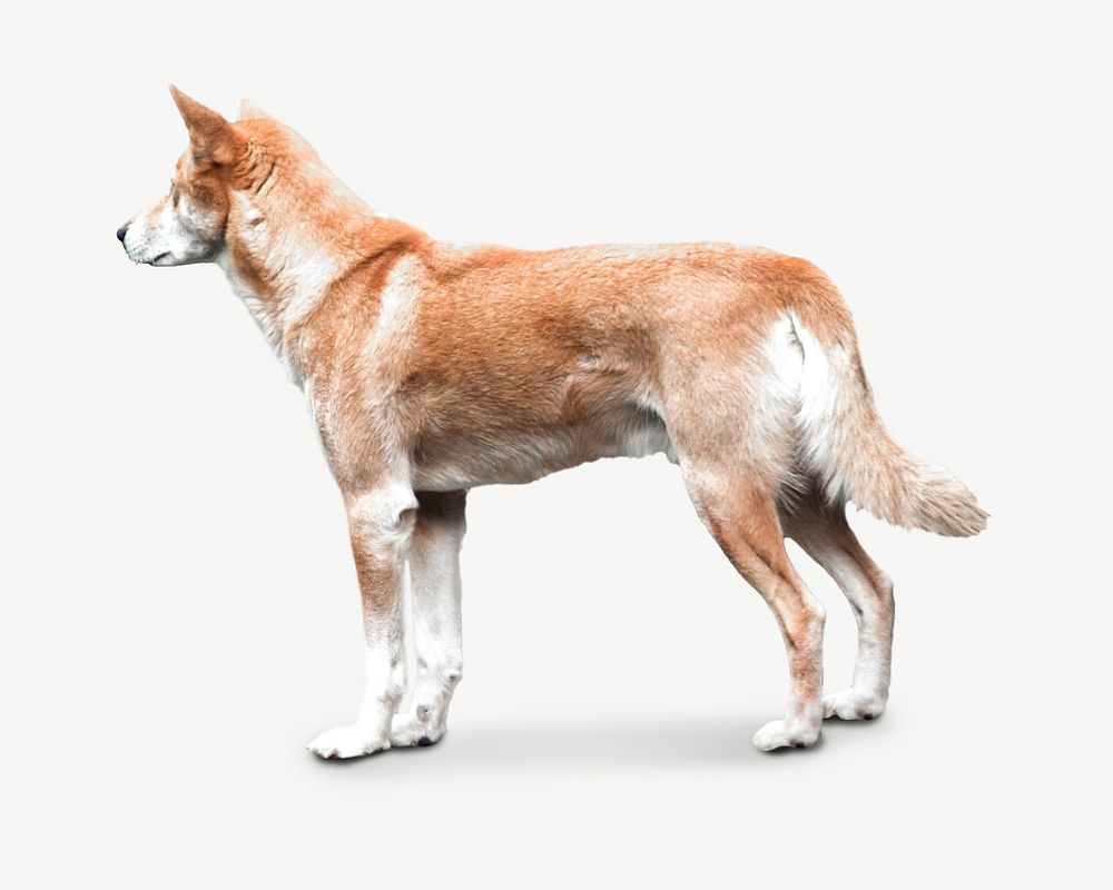 Australian Dingo dog, pet animal collage element psd