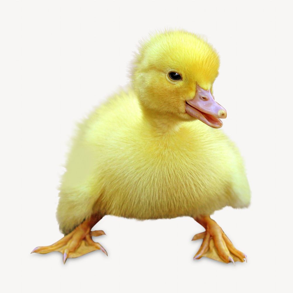 Yellow duckling, isolated animal image