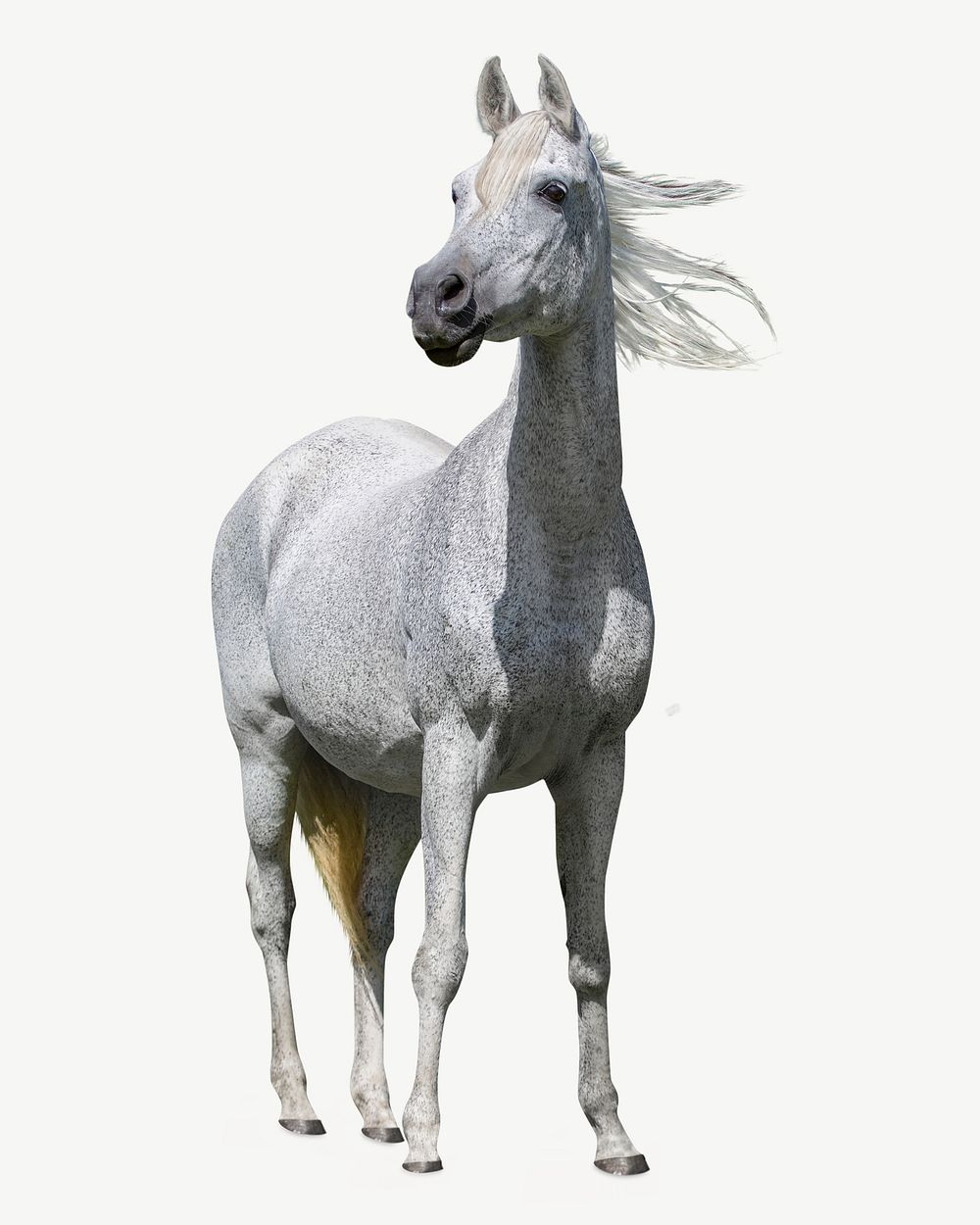 White horse, wild animal collage element psd