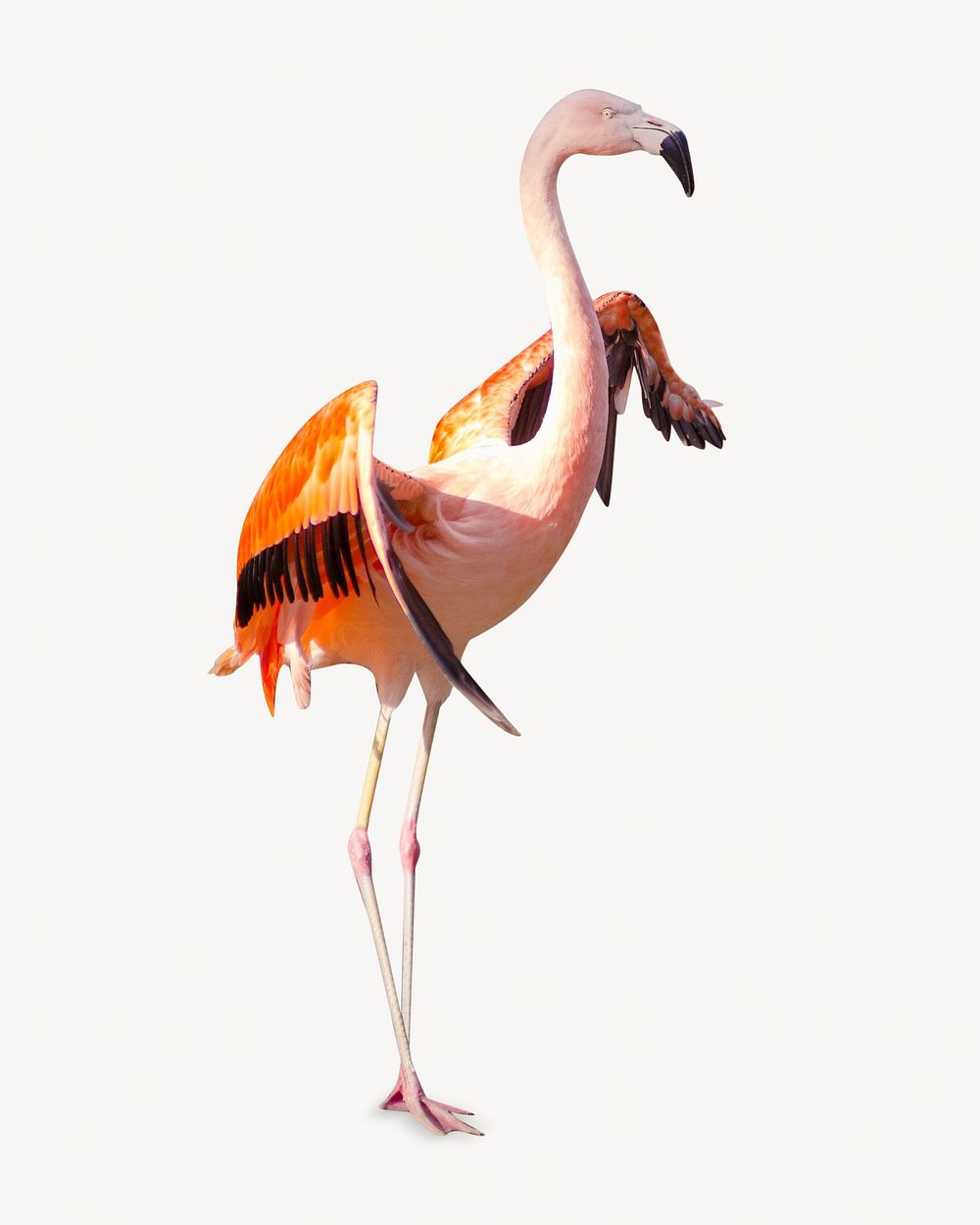 Pink flamingo bird, isolated animal image