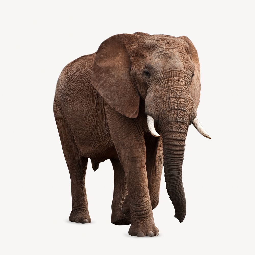 African elephant, isolated wild animal image