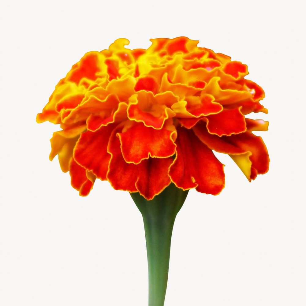 Marigold collage element, isolated image