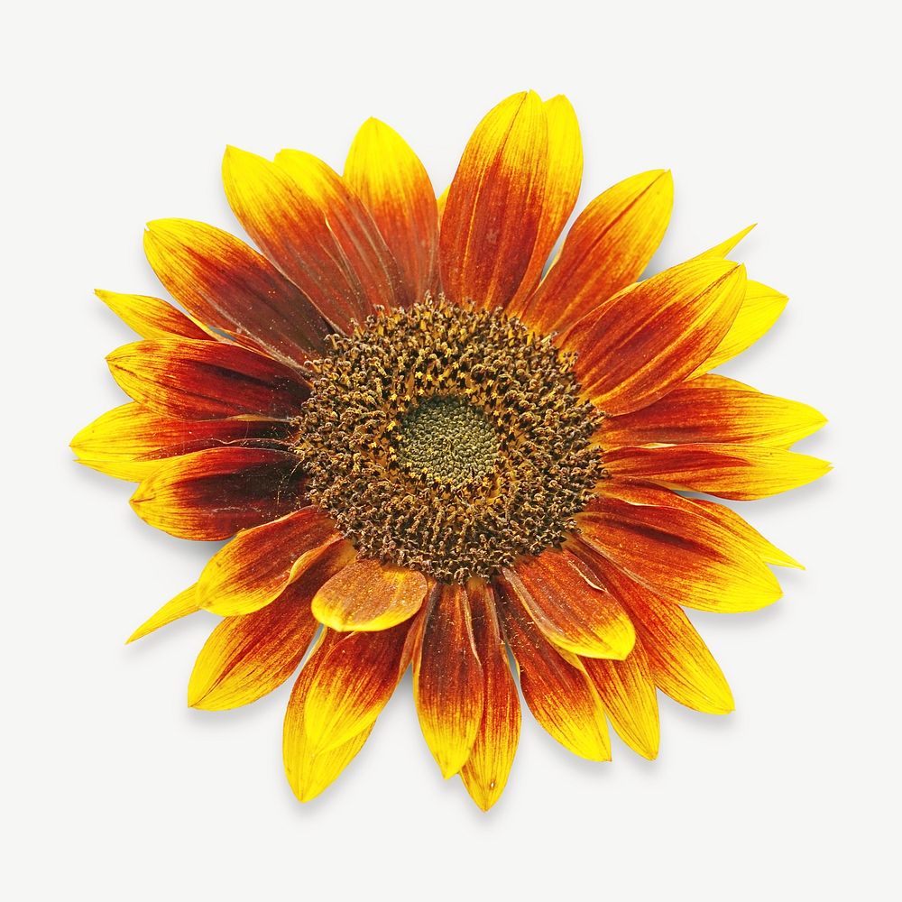 Sunflower collage element, isolated image psd