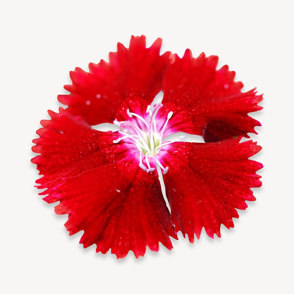 Red dianthus collage element, isolated image