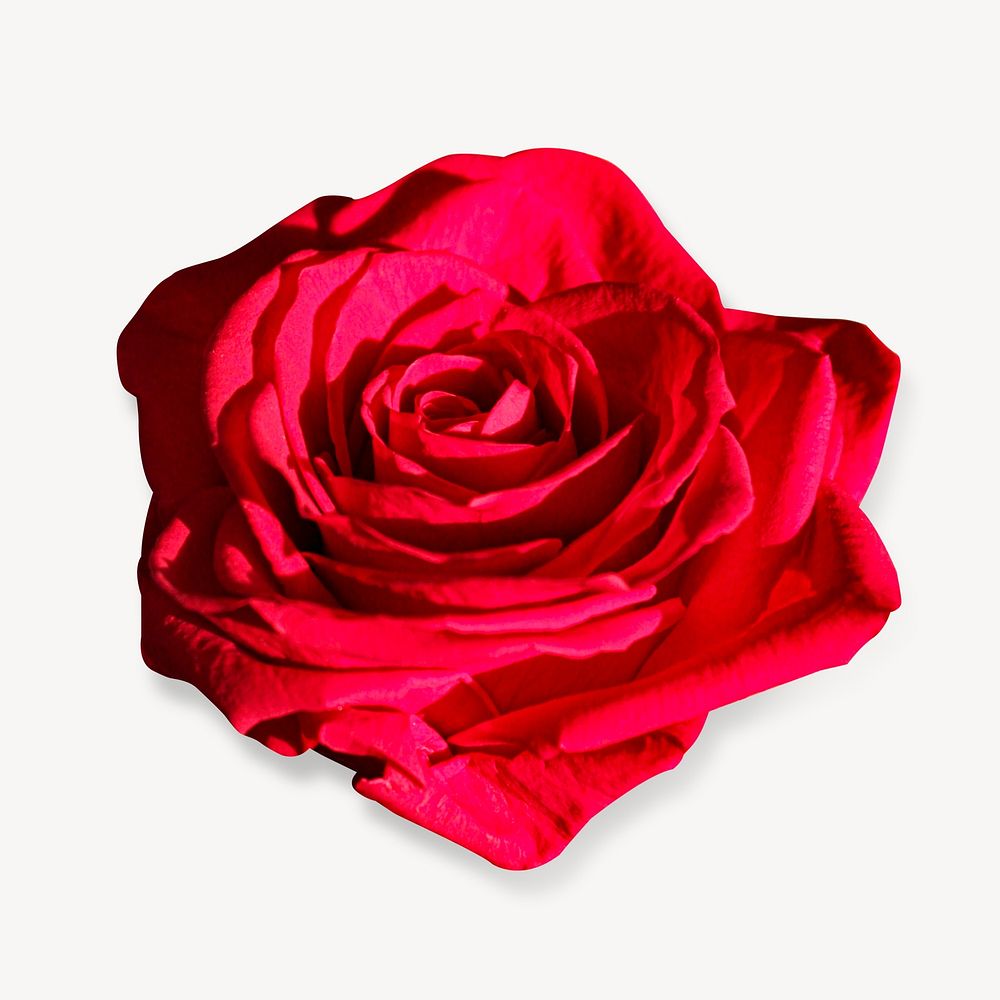 Red rose  flower, isolated botanical image