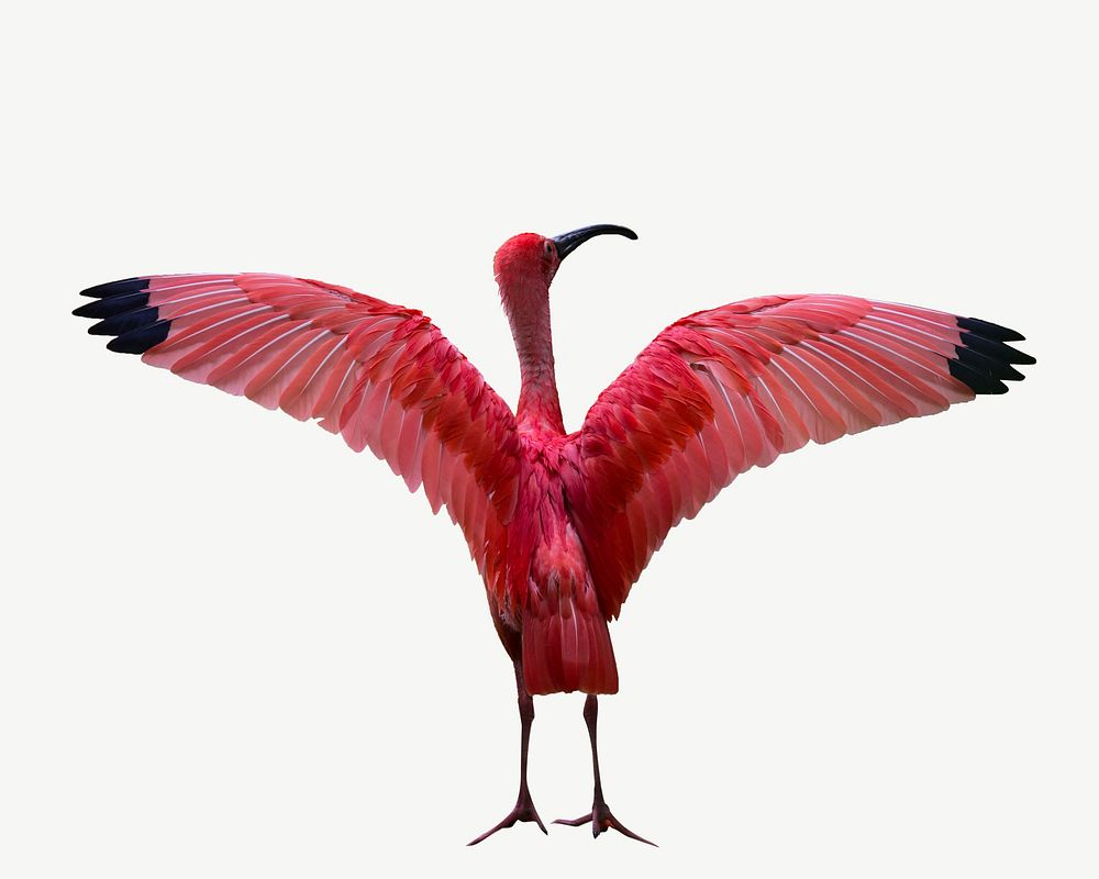 Scarlet Ibis bird, animal collage element psd