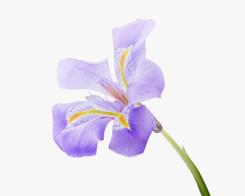 Purple flower   isolated image