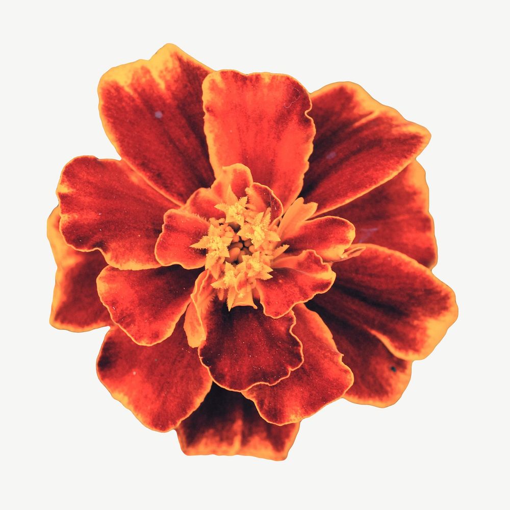 Marigold flower collage element psd