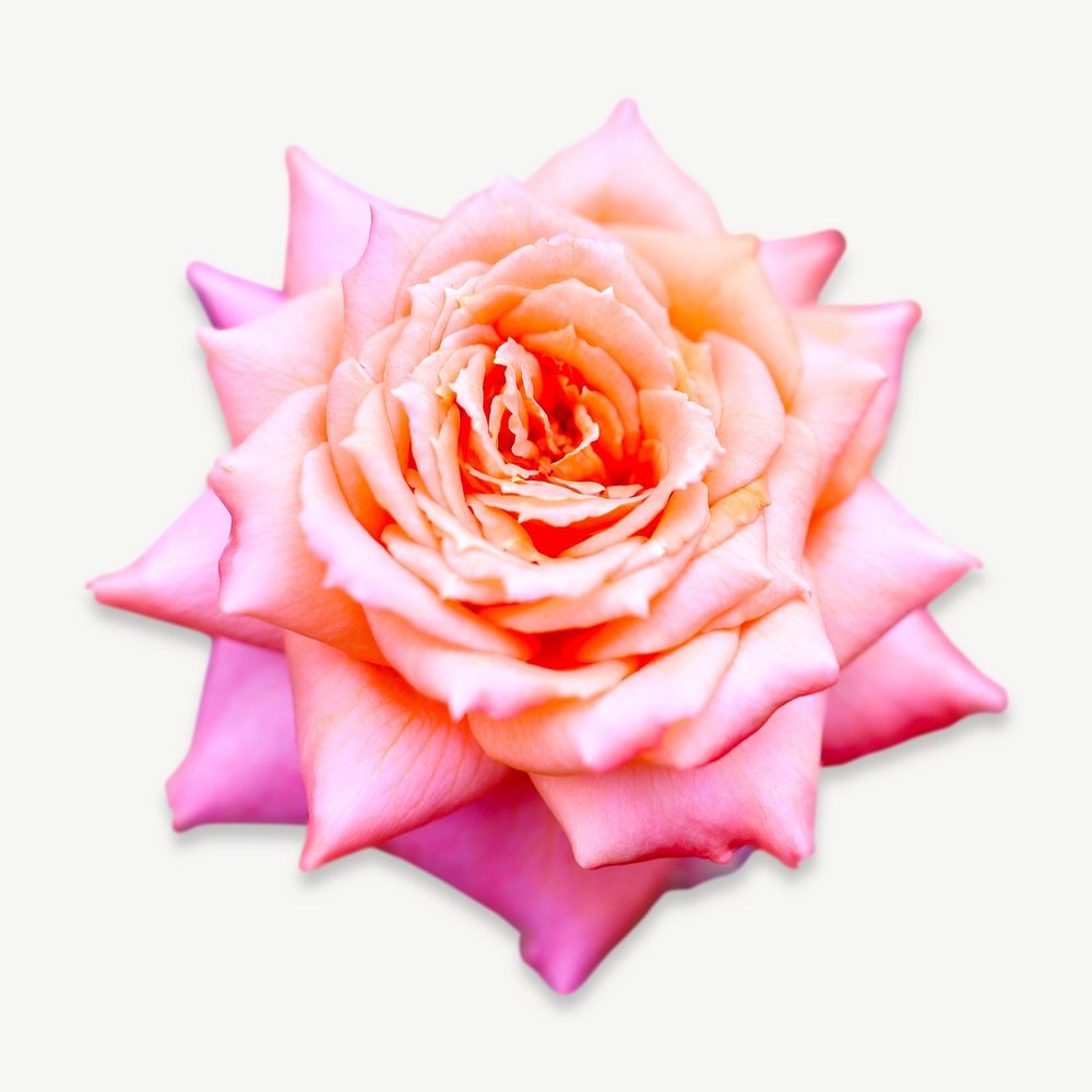 Pink rose collage element, isolated image psd