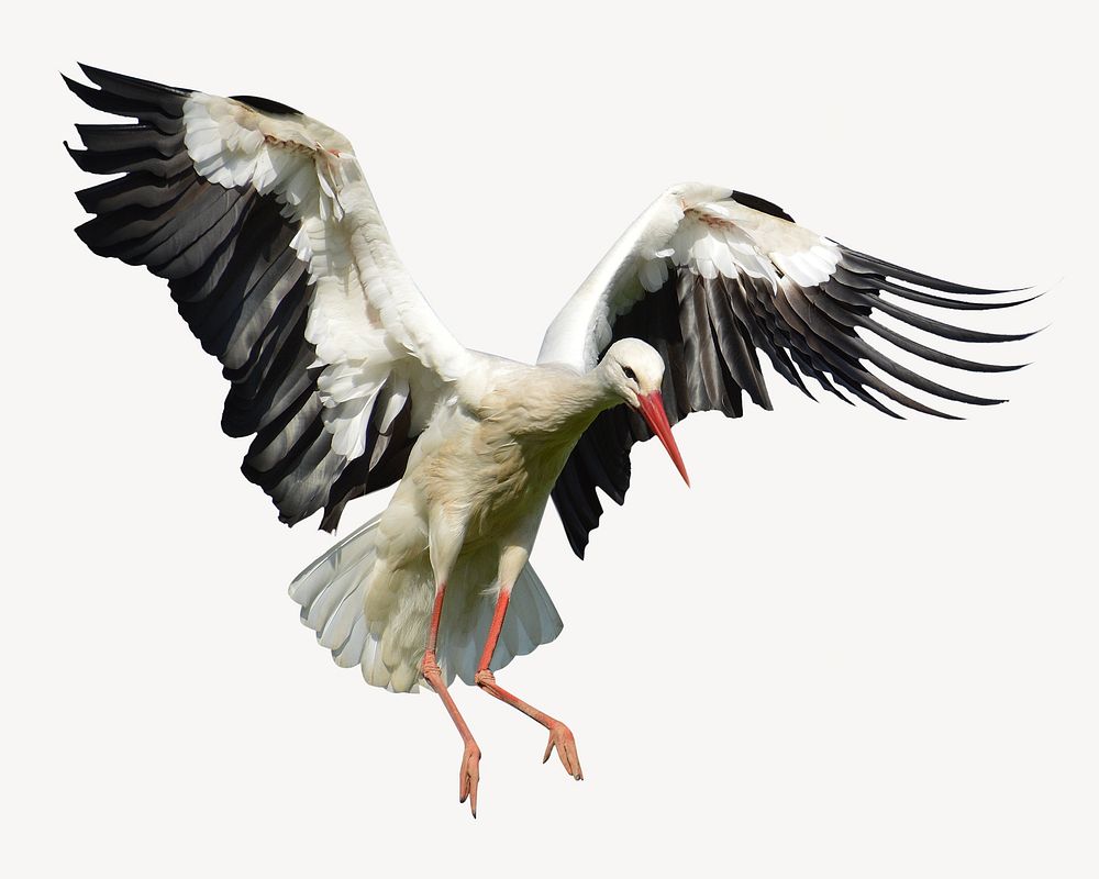 Flying stork bird, isolated animal image