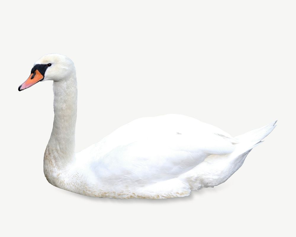 White swan, animal collage element psd