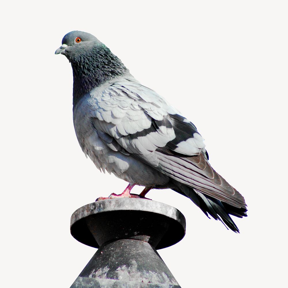 Pigeon bird animal collage element, isolated image