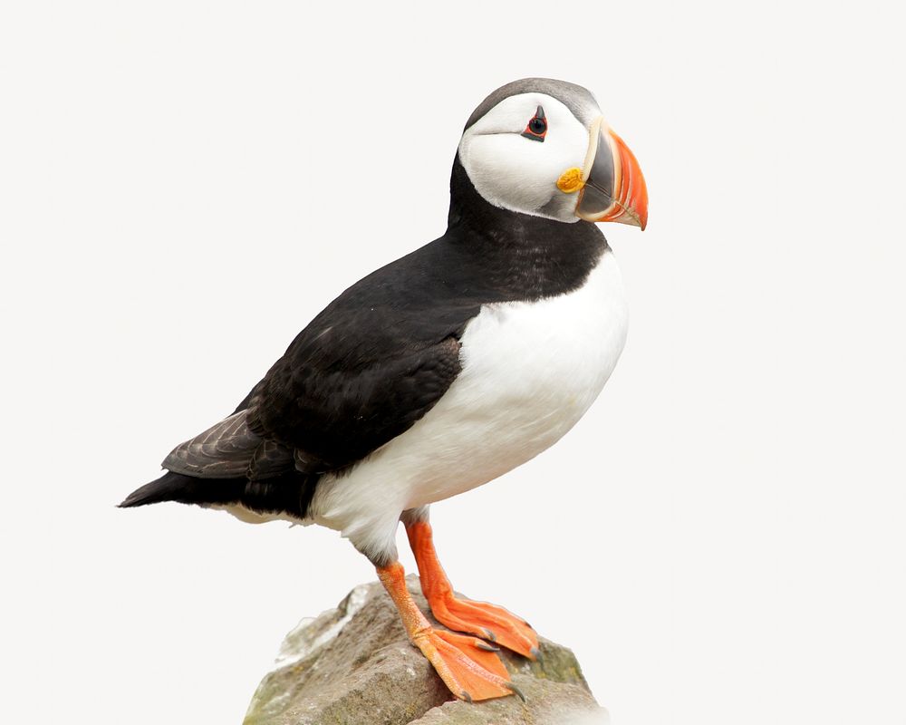 Puffin bird isolated image