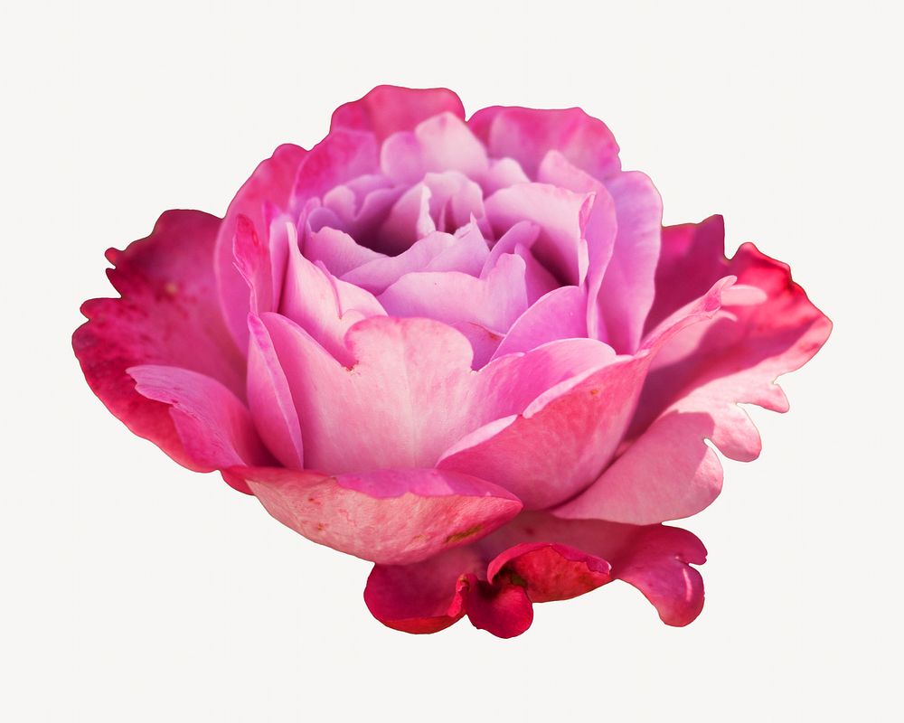 Pink rose flower, isolated botanical image