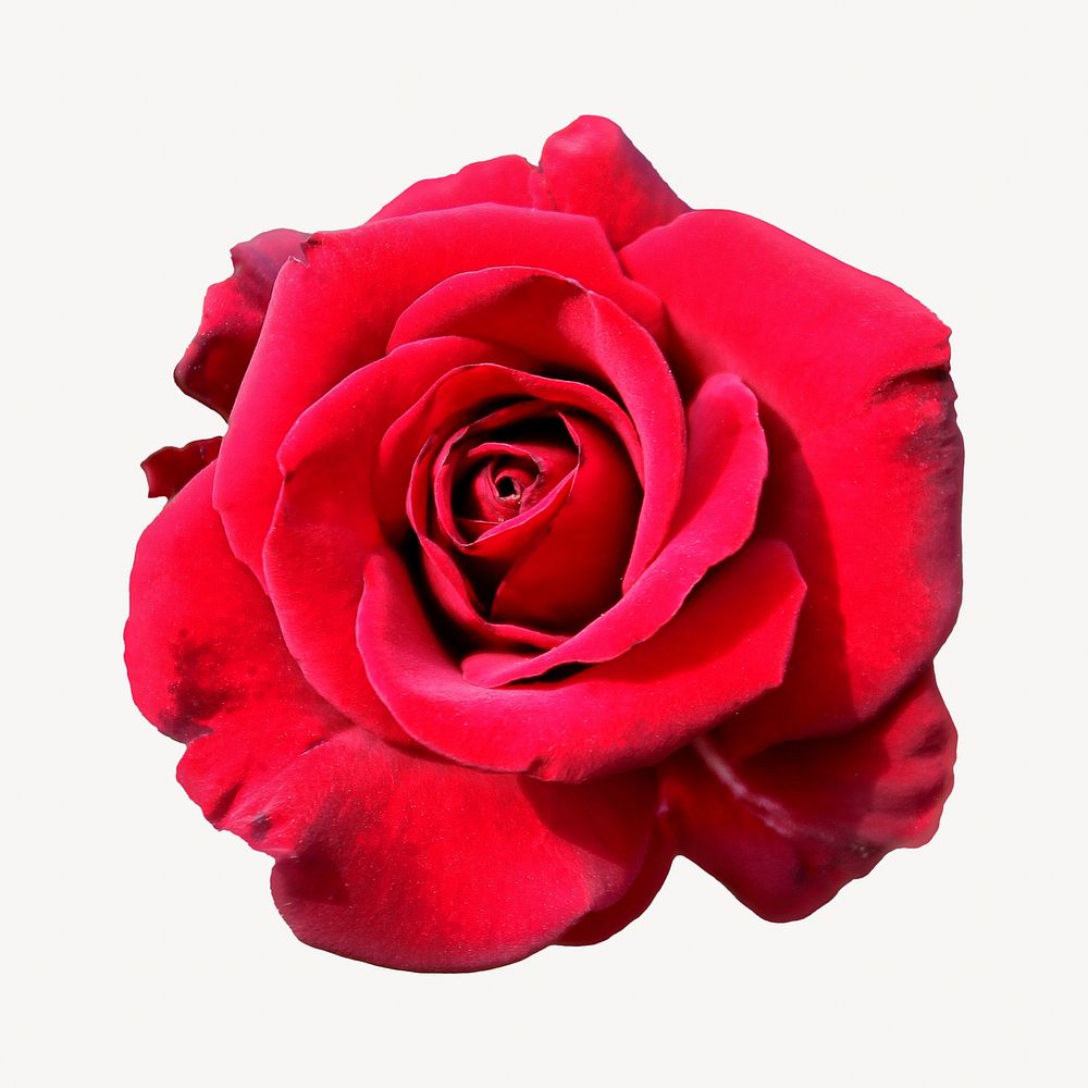 Red rose flower, isolated botanical image