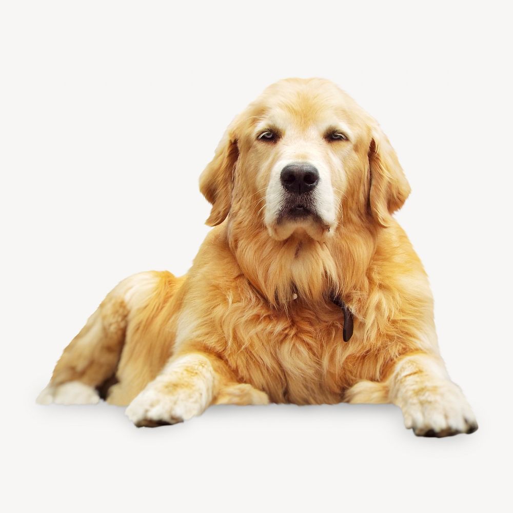 Golden retriever dog isolated image