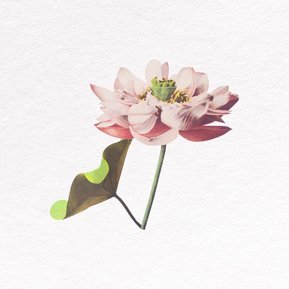 Lotus flower collage element psd