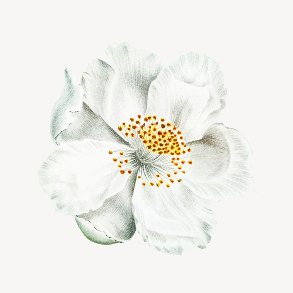 Vintage white flower, musk rose illustration psd