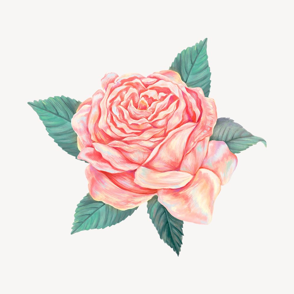 Pink vintage rose, flower collage element psd