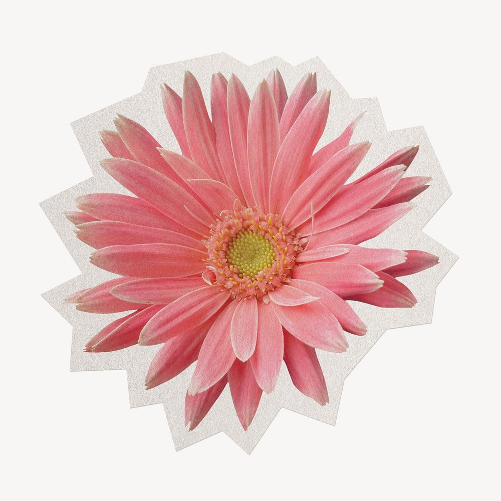 Pink gerbera flower, paper cut isolated design.