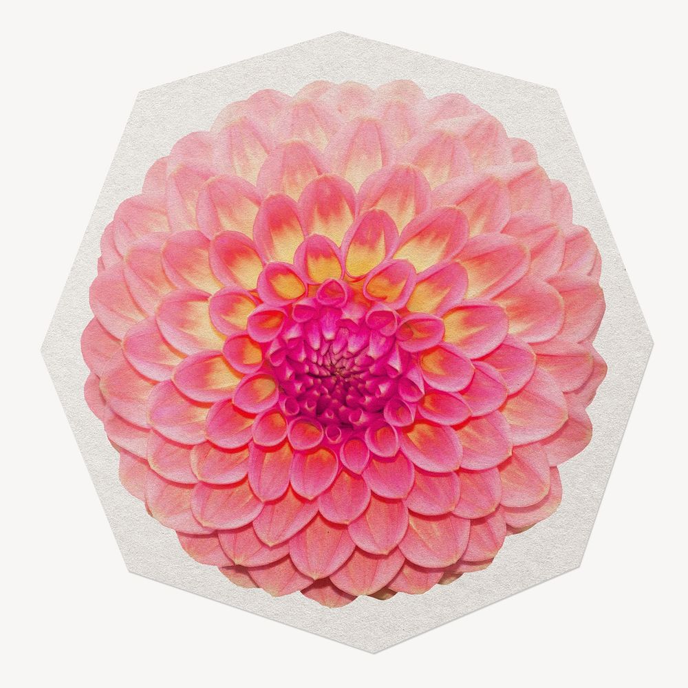 Pink dahlia flower paper cut isolated design