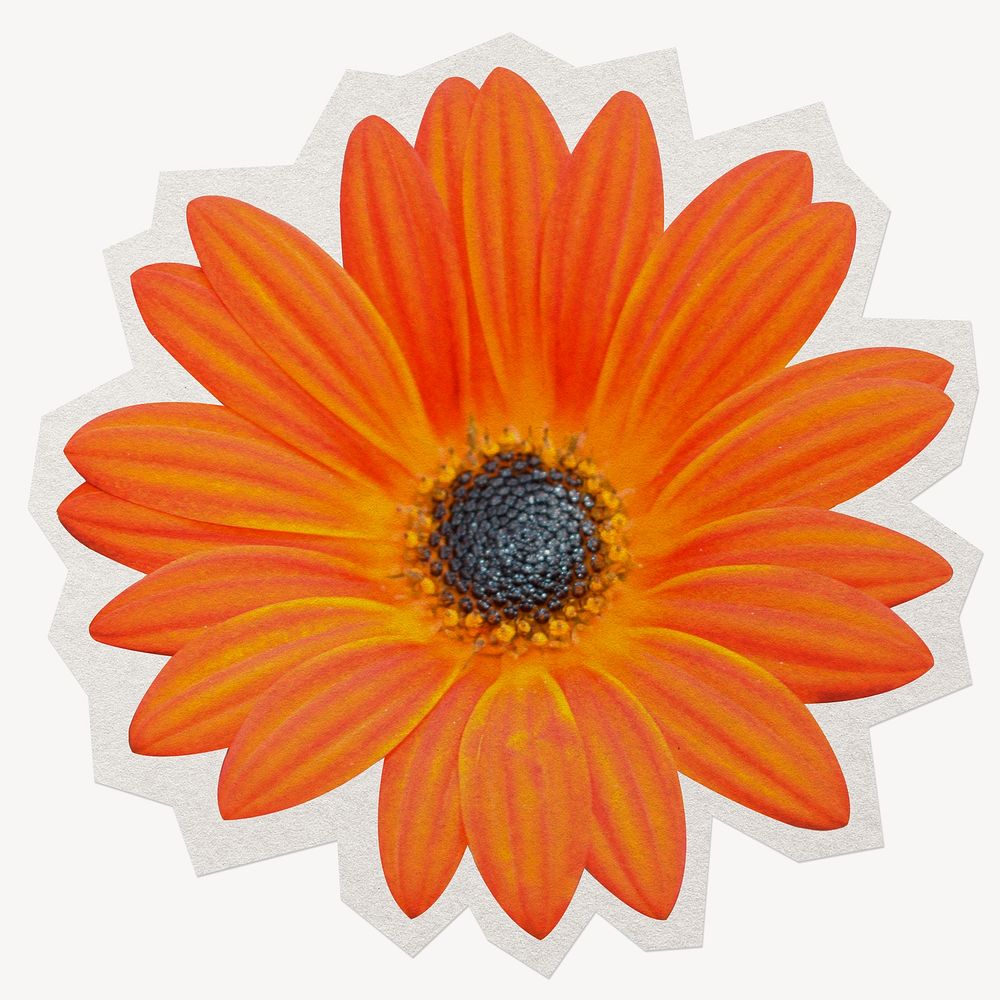 Orange daisy paper cut isolated design